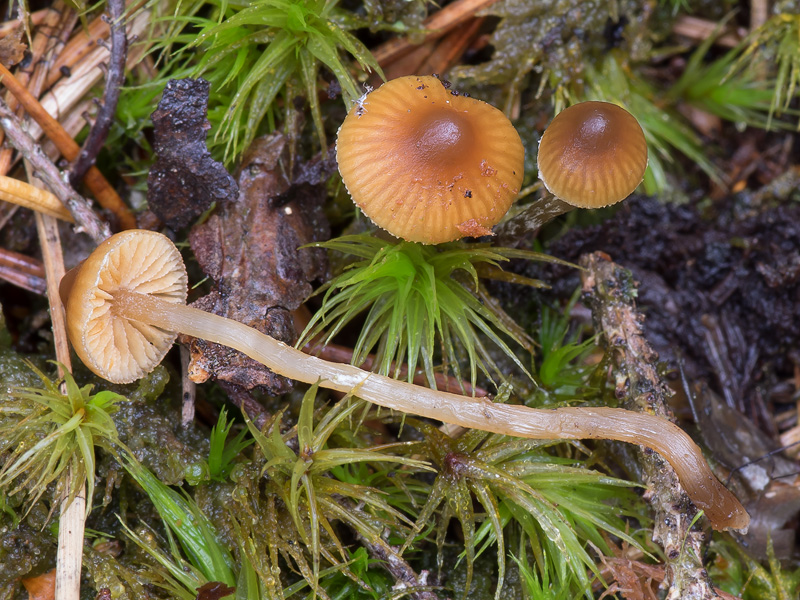 Galerina allospora